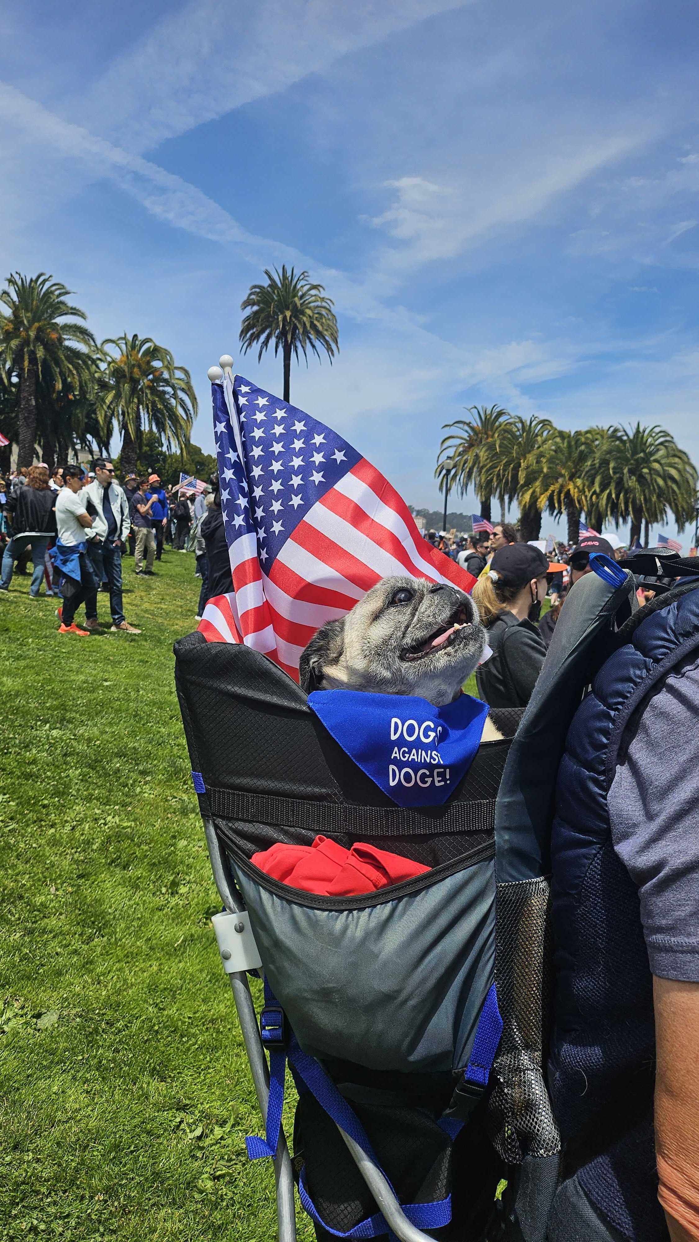 A dog in a carrier wears a bandana reading &quot;Dogs Against Doge&quot; and sits among a crowd with American flags on a sunny day with palm trees in the background.