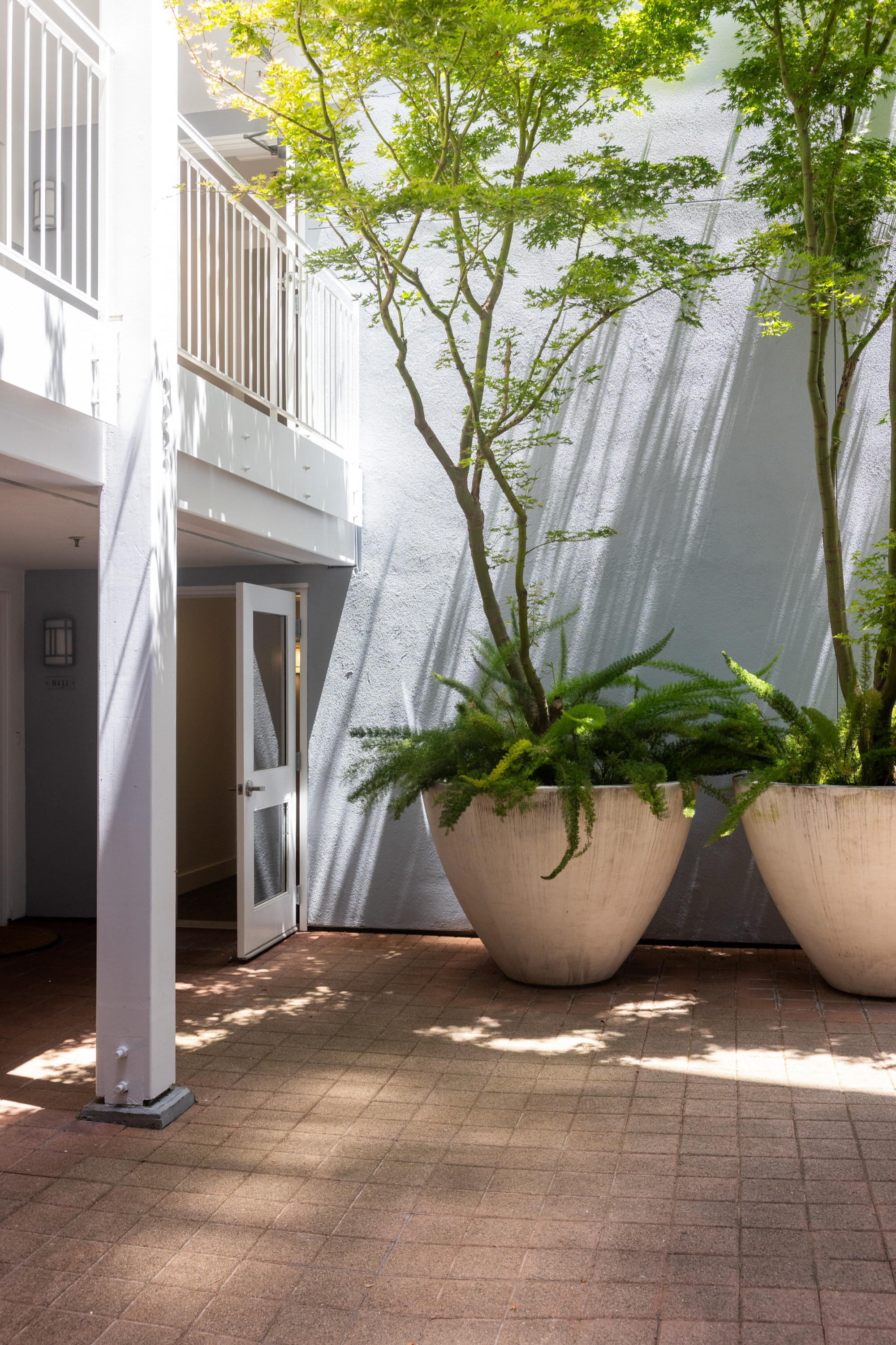 A sunlit courtyard with a white door, light grey walls, two large planters with ferns and small trees, and the shadow of a railing above.