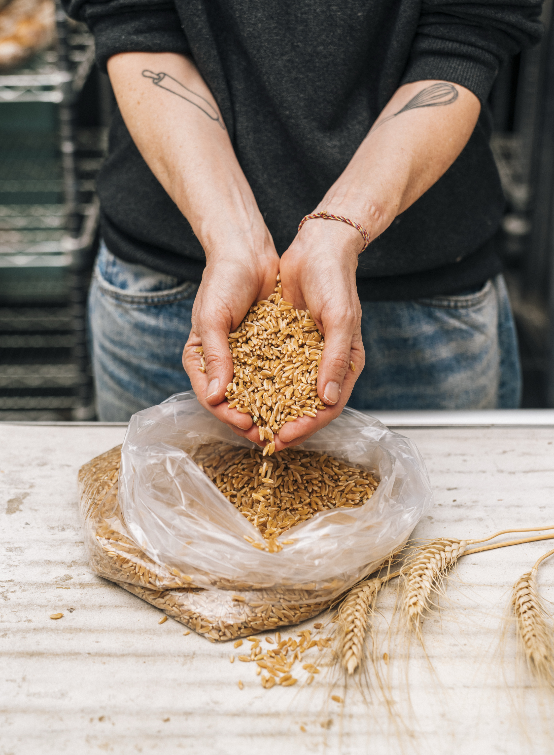 A person in jeans and a dark shirt pours grains from their hands into a plastic bag on a table. Wheat stalks lie nearby.