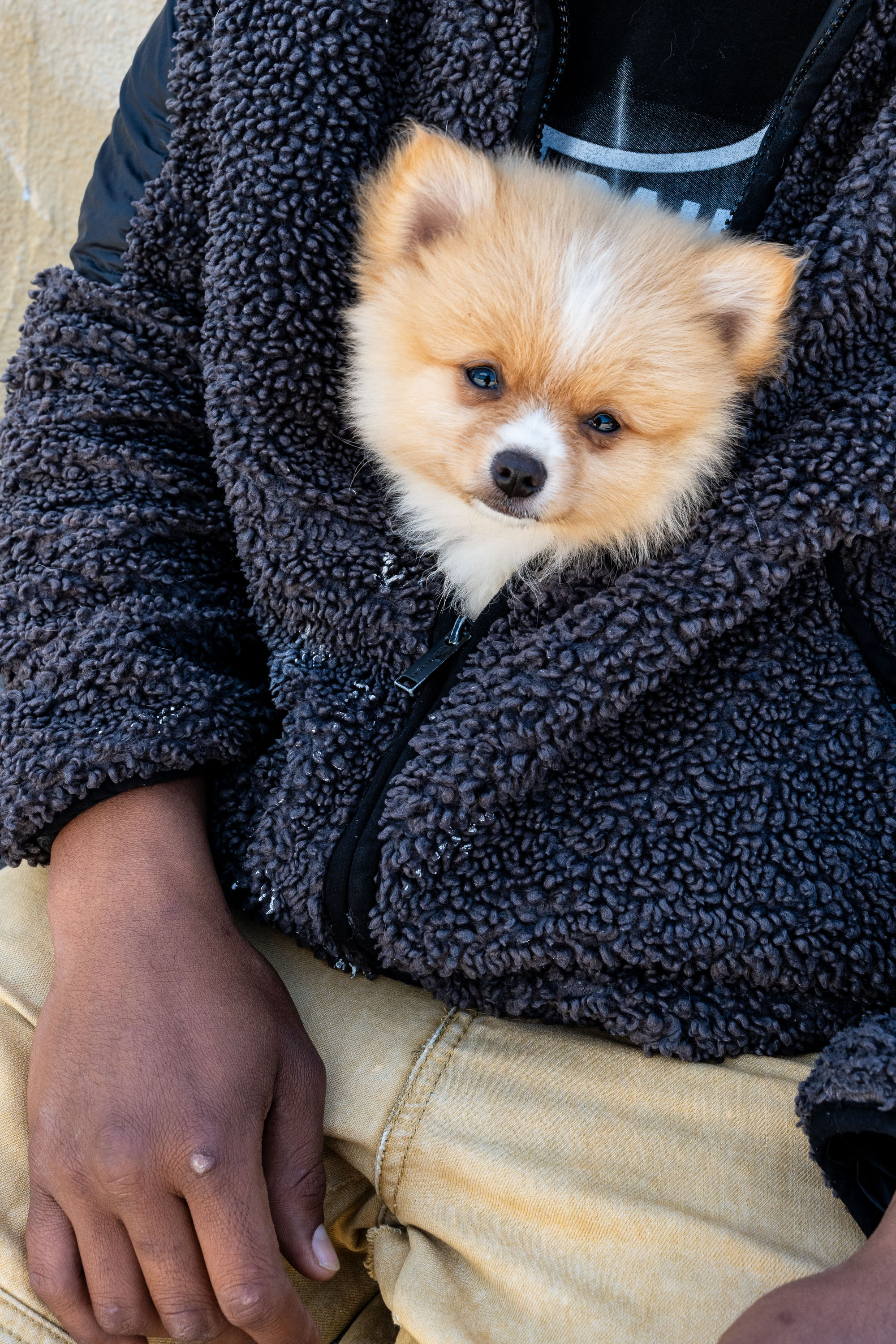 A fluffy puppy with tan and white fur is snugly nestled inside a dark, textured jacket, next to a person's hand resting on their lap.