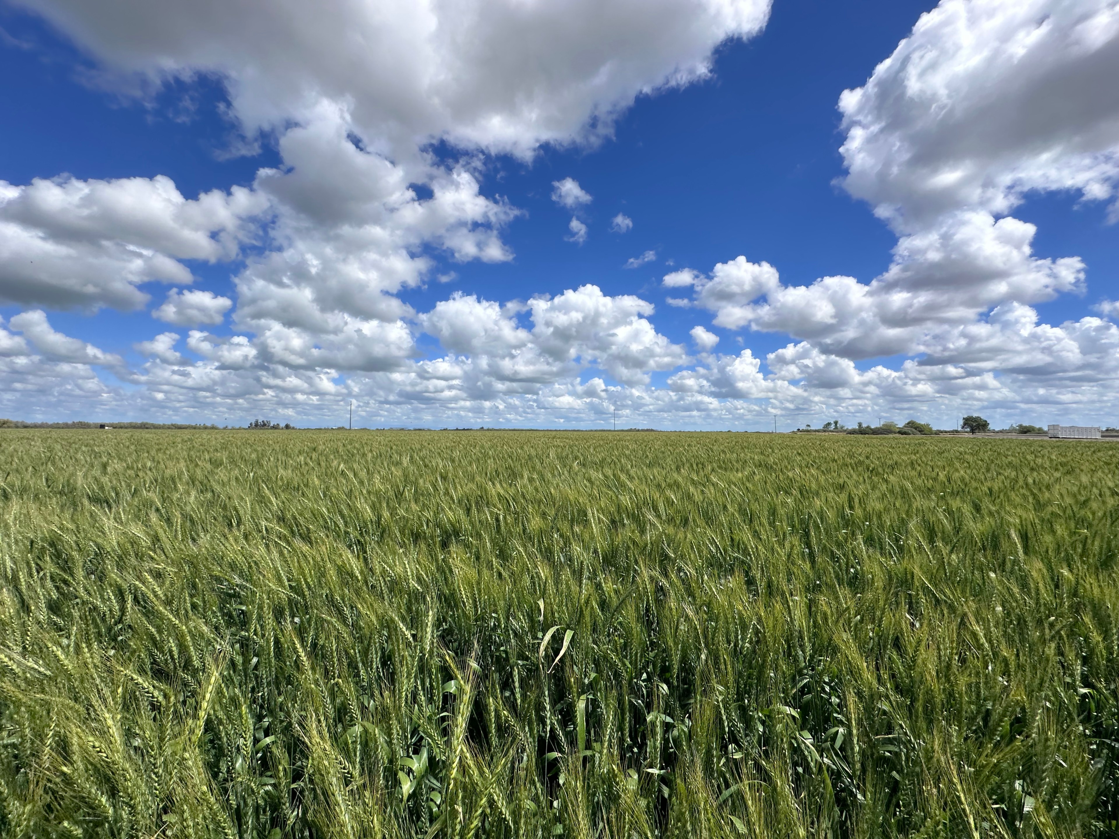 A vast field of green wheat stretches to the horizon under a bright blue sky filled with fluffy white clouds.