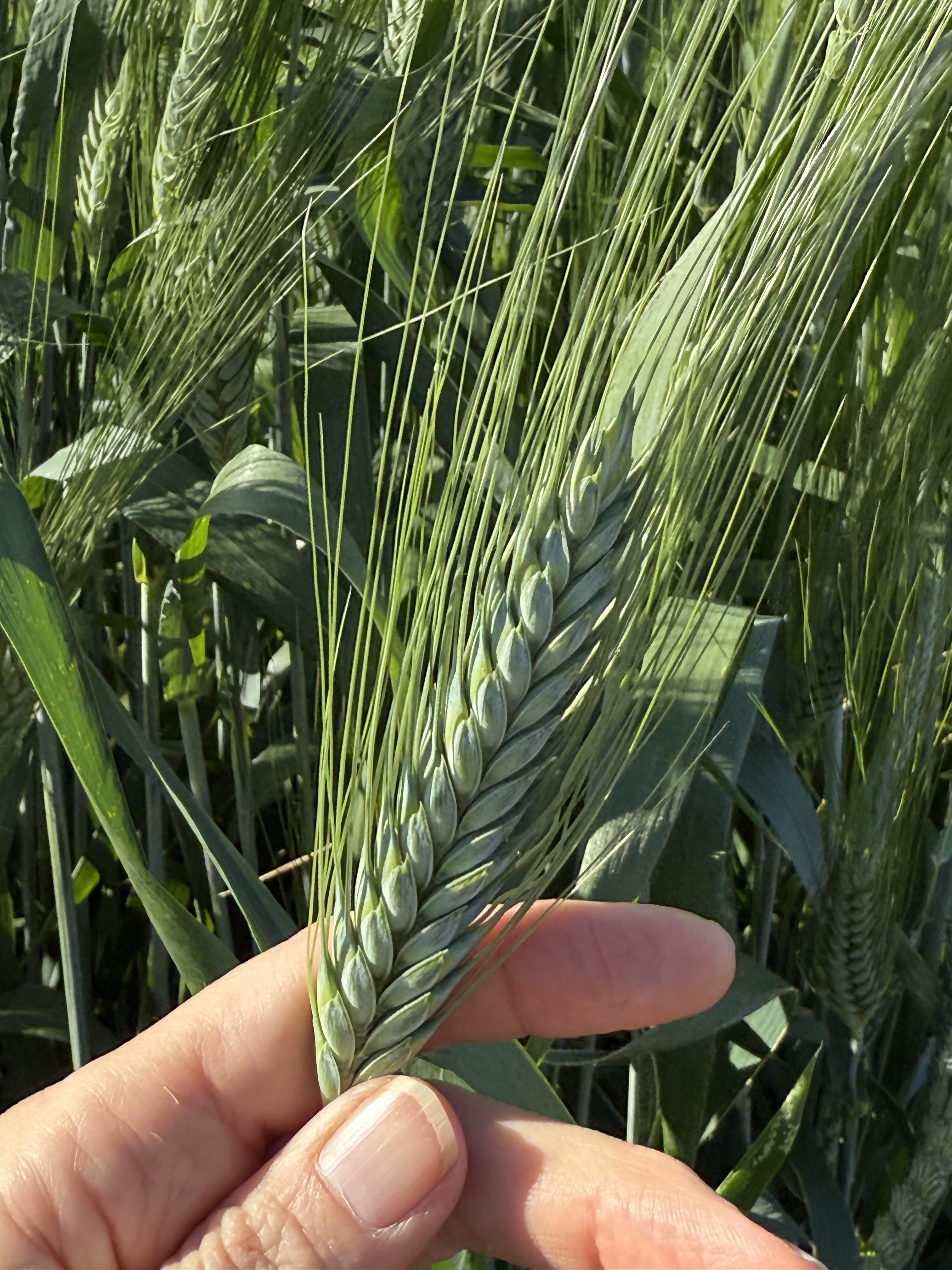 A hand is holding a single stalk of green wheat with long, slender awns, against a background of similar wheat plants in a field.