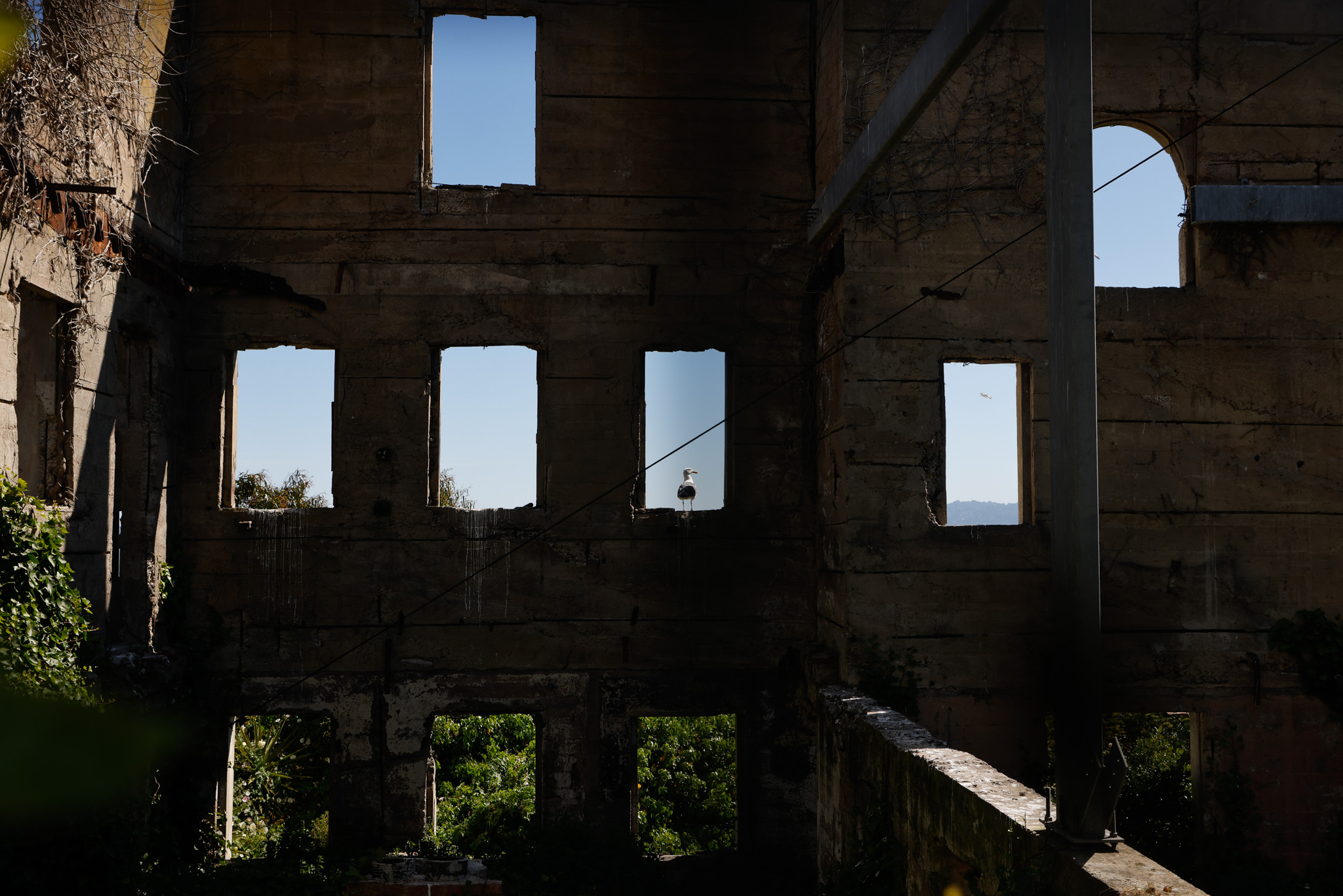 A crumbling, vine-covered building with empty windows displays a seagull perched in the center. Blue sky and foliage are visible through the windows.