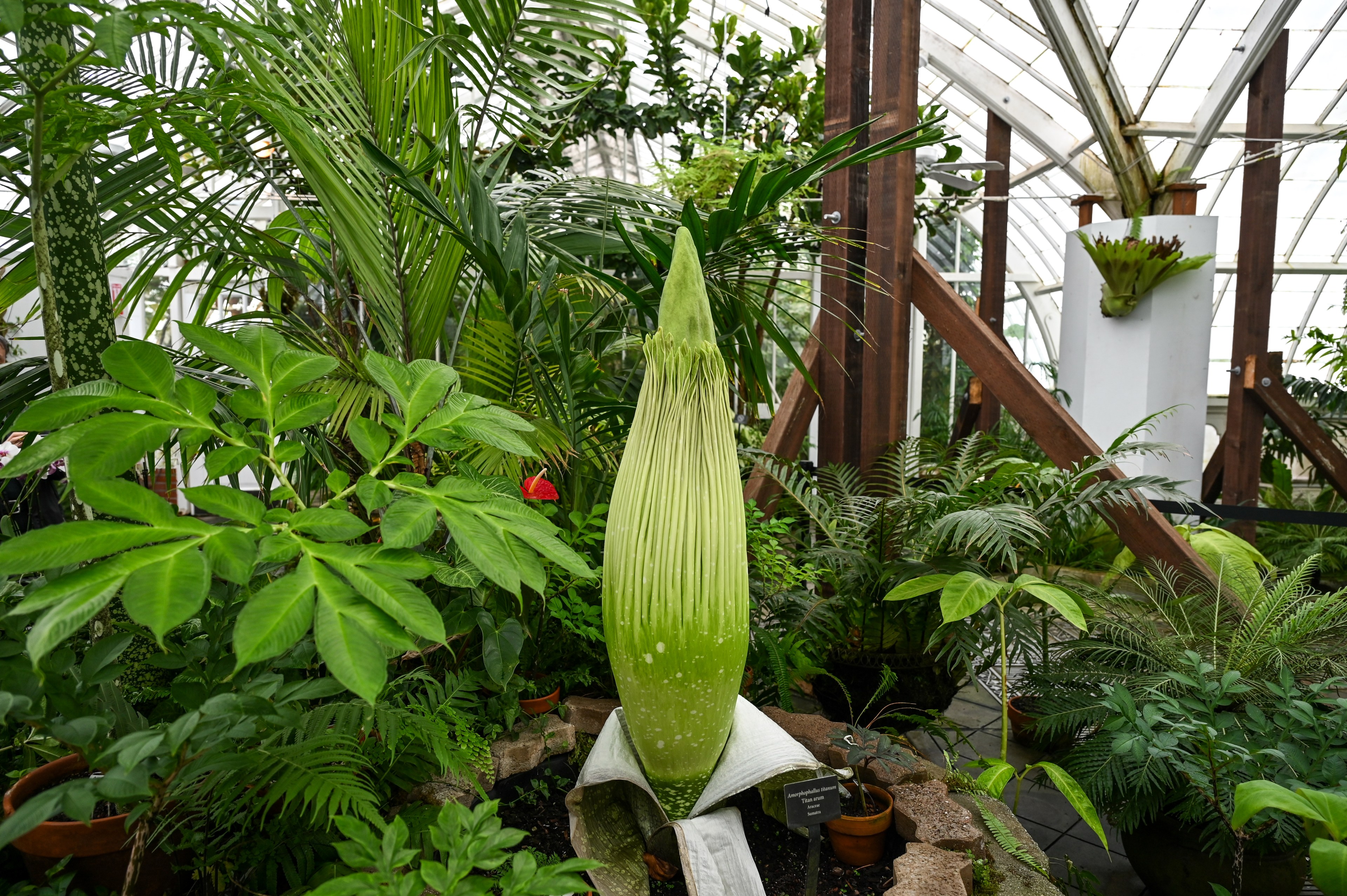The image shows a large, green Amorphophallus titanum plant, also known as the corpse flower, surrounded by lush foliage in a greenhouse.
